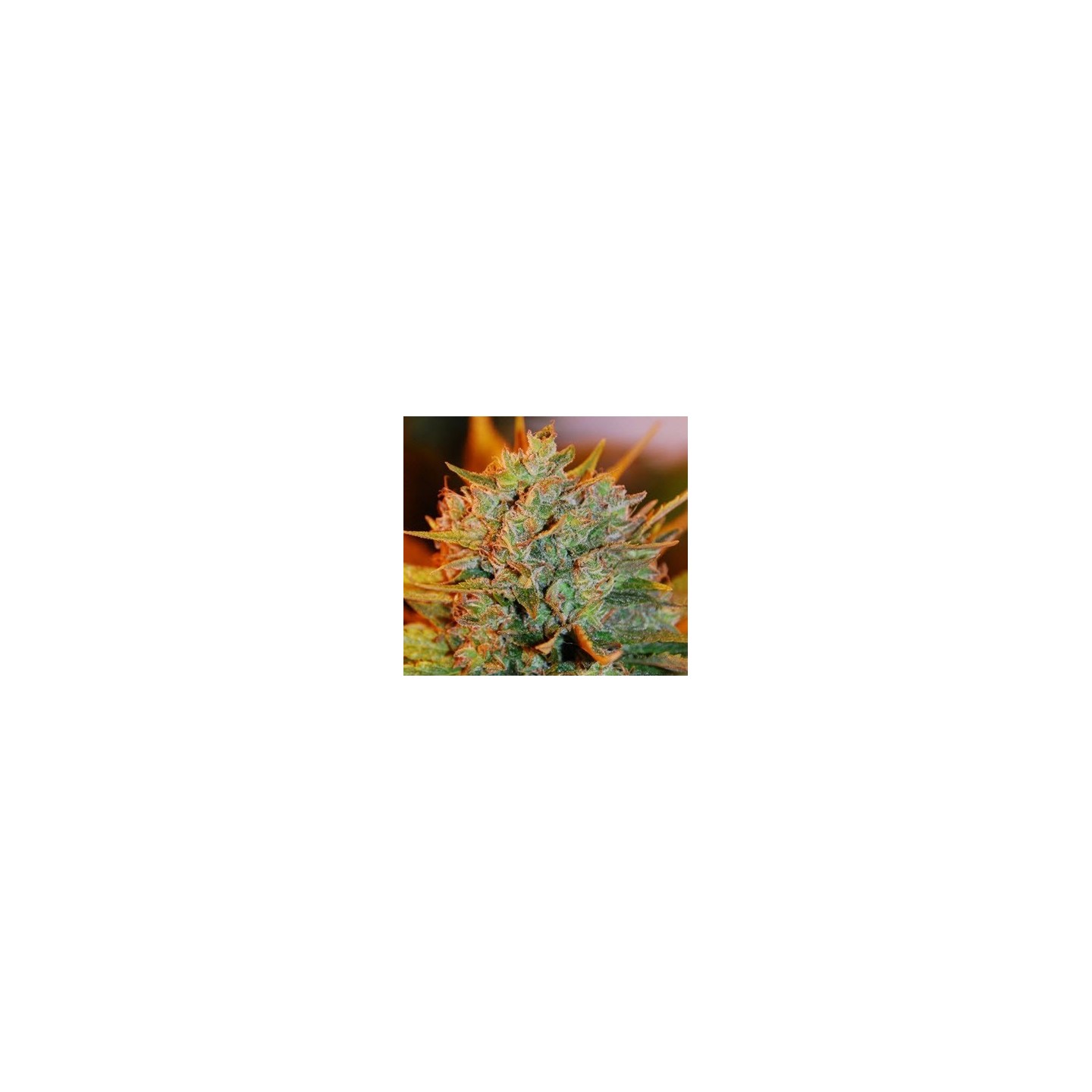 NL X Big Bud Autofloreciente Feminizada de Expert Seeds