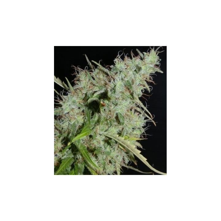 NLX Autofloreciente Regular de 