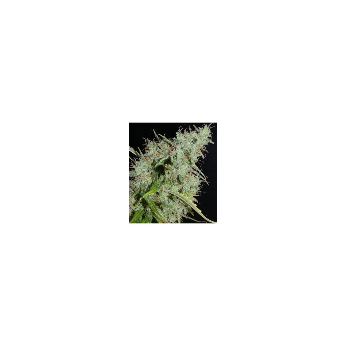 NLX Autofloreciente Regular de 