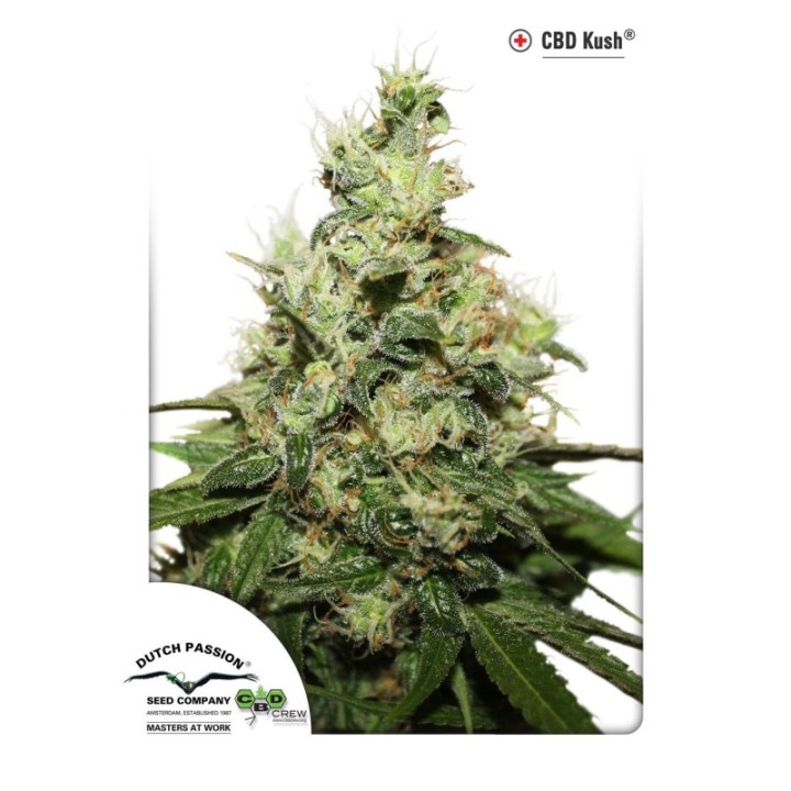 Kush CBD Feminizada de Dutch Passion