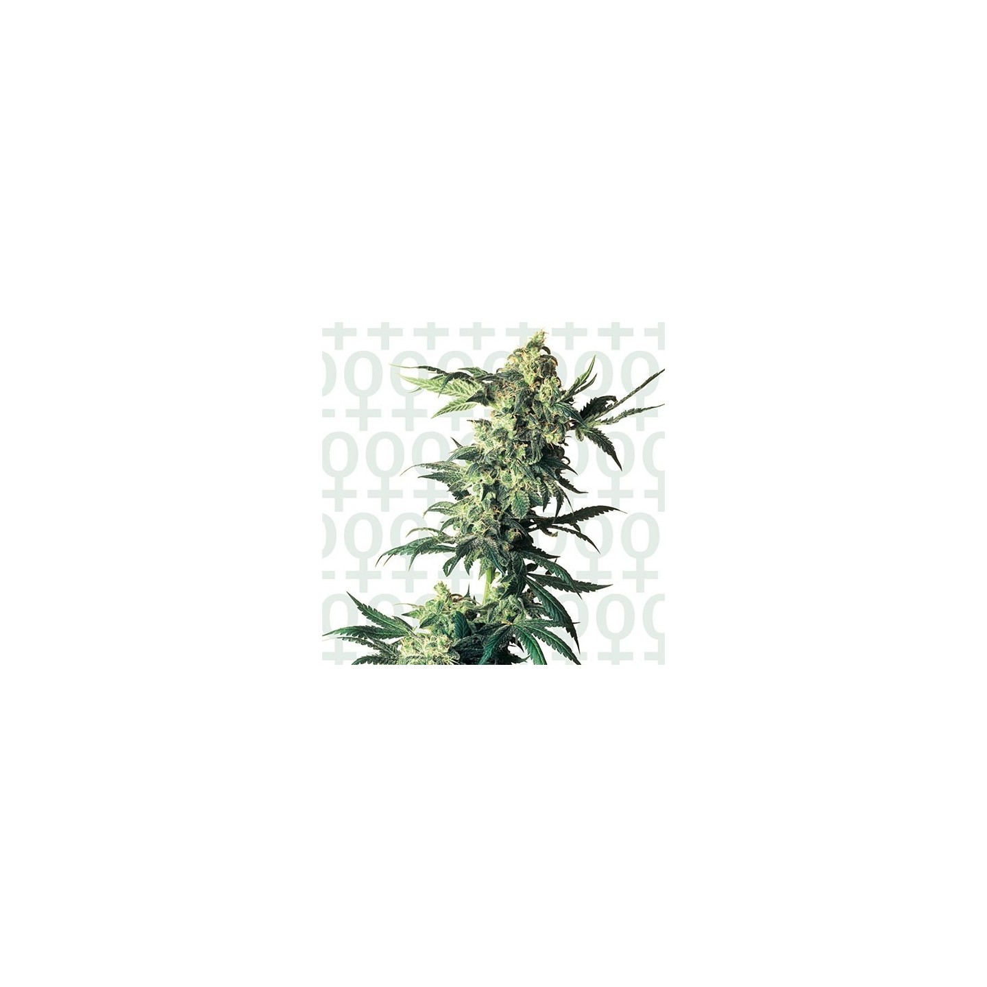 Northern Lights Feminizada de Sensi Seeds