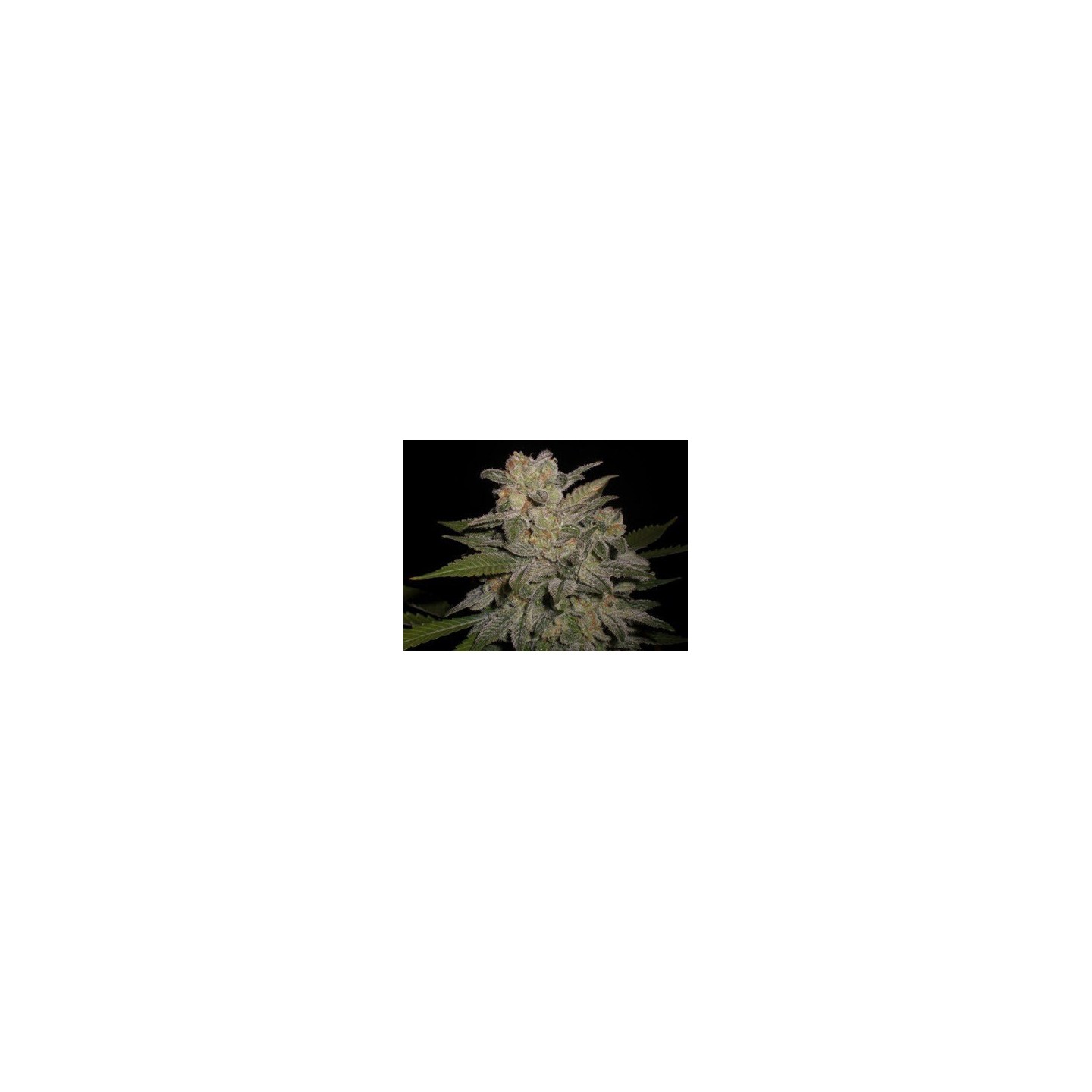Northern Light Autofloreciente Feminizada de Expert Seeds
