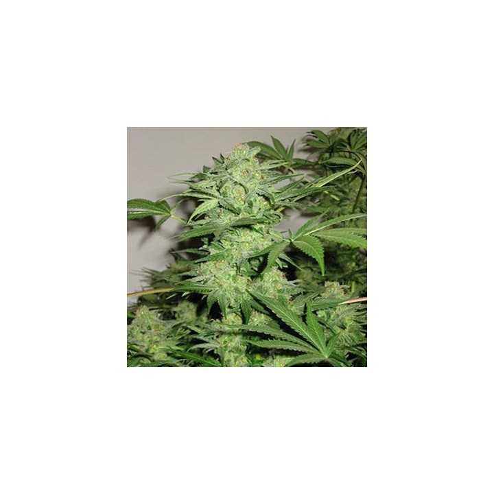Northern Light Special Regular de K.C. Brains