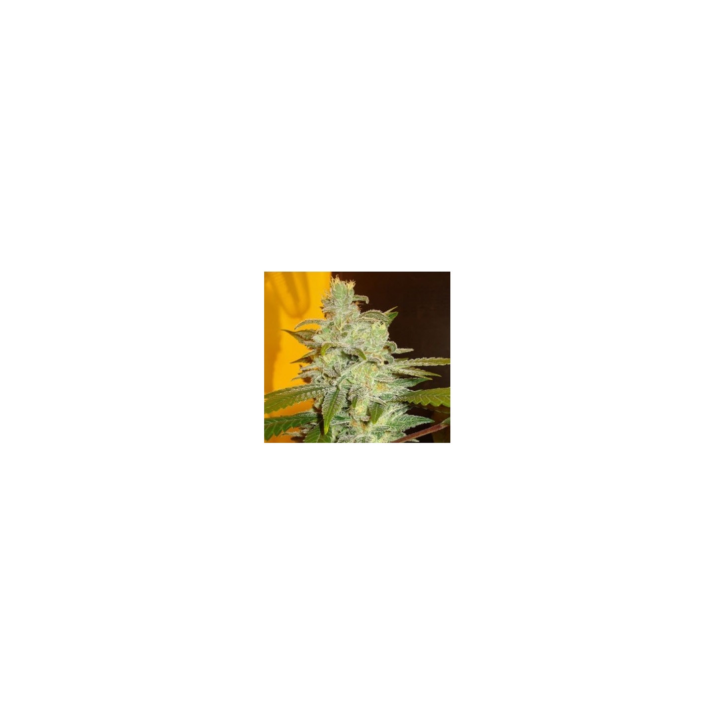 Northern Lights Feminizada de Expert Seeds