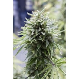 OG Kush Autofloreciente Feminizada de Dinafem