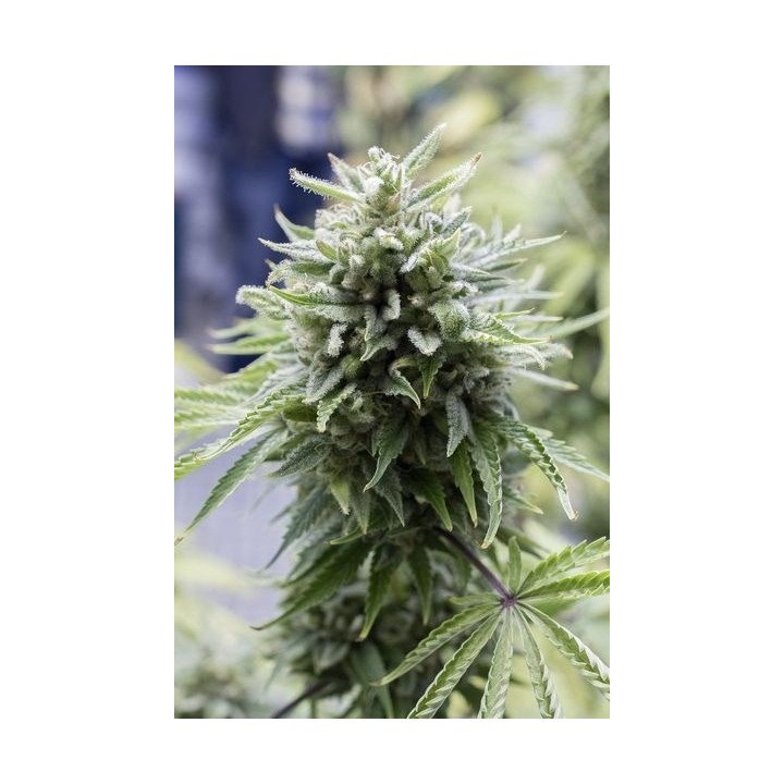 OG Kush Autofloreciente Feminizada de Dinafem