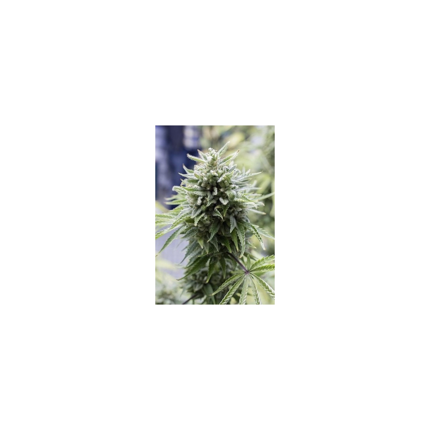 OG Kush Autofloreciente Feminizada de Dinafem