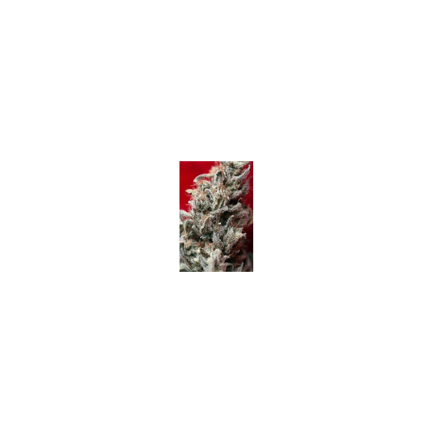 O'haze Red Feminizada de Reggae Seeds