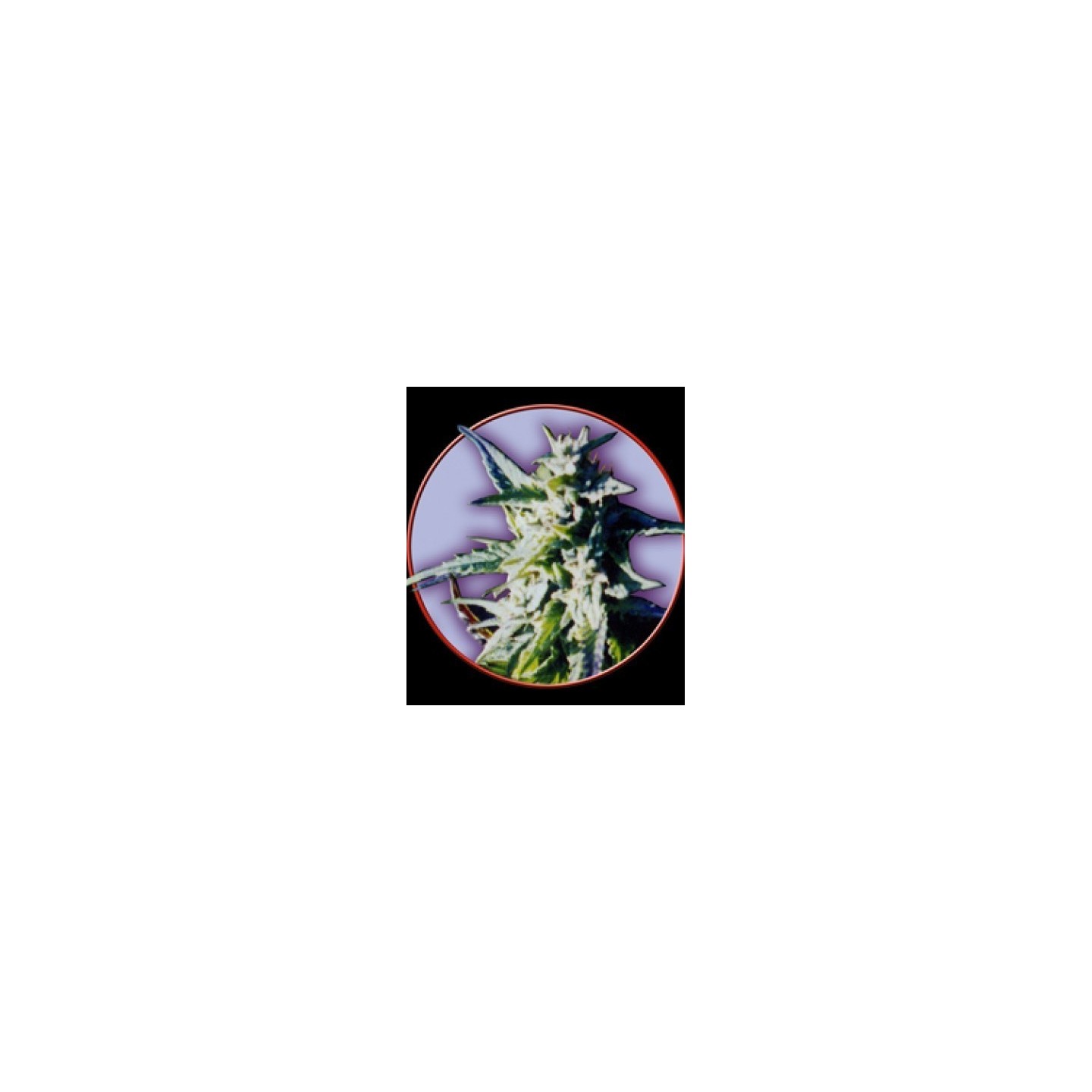 Owl's Skunk Regular de Owl's Productions Seeds