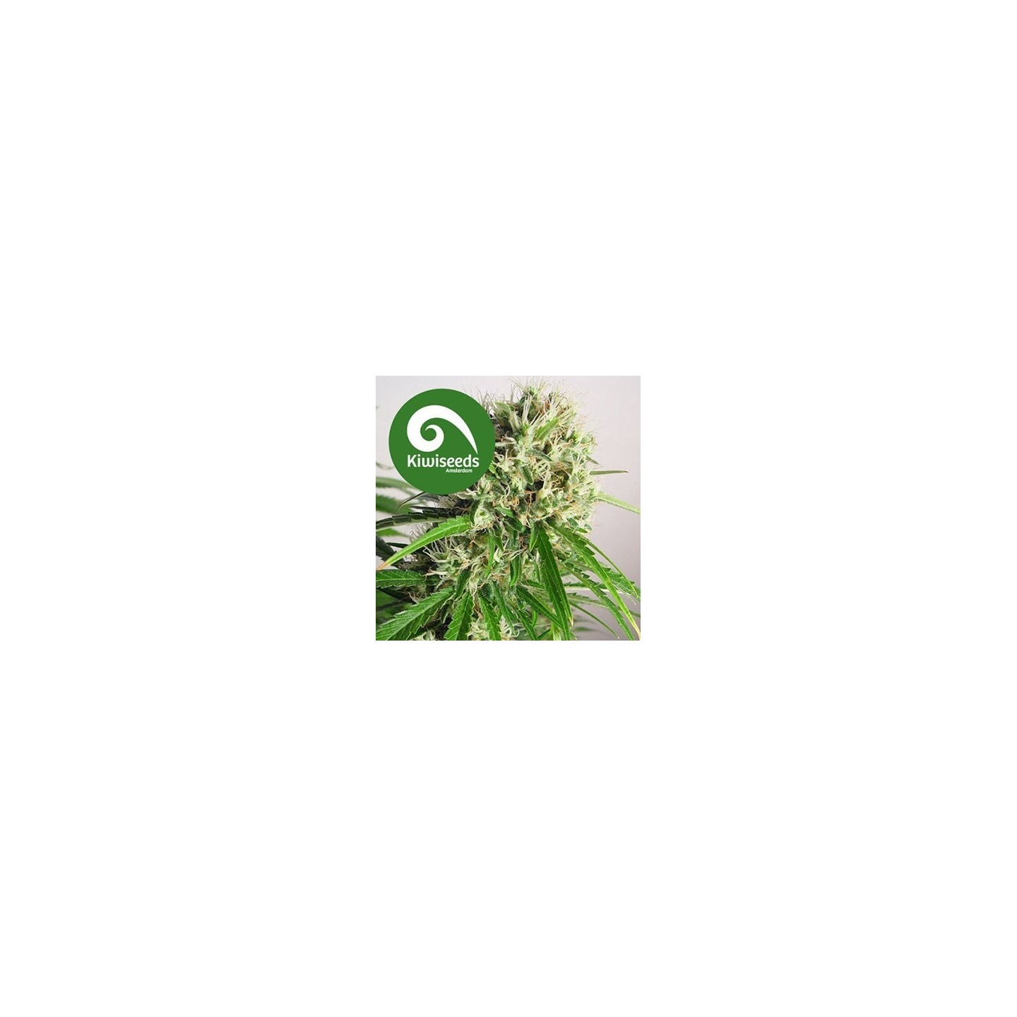 Phatt Freddy Feminizada de Kiwi Seeds