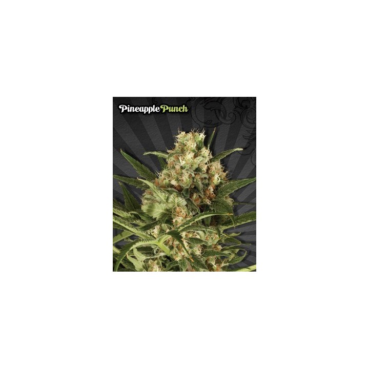 Pineapple Punch Autofloreciente Feminizada de Auto Seeds