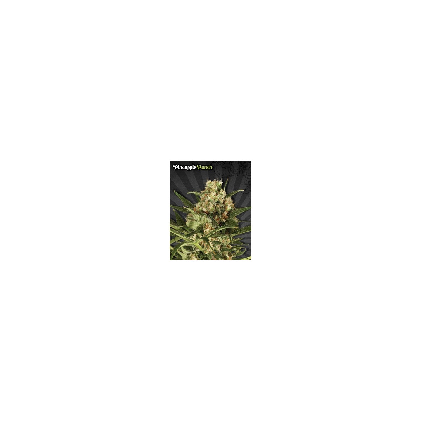 Pineapple Punch Autofloreciente Feminizada de Auto Seeds
