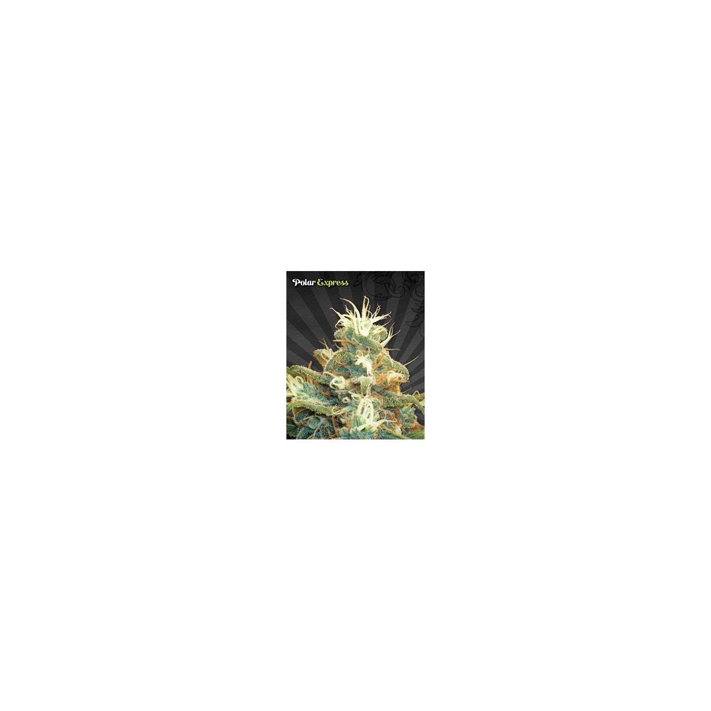 Polar Express Autofloreciente Feminizada de Auto Seeds