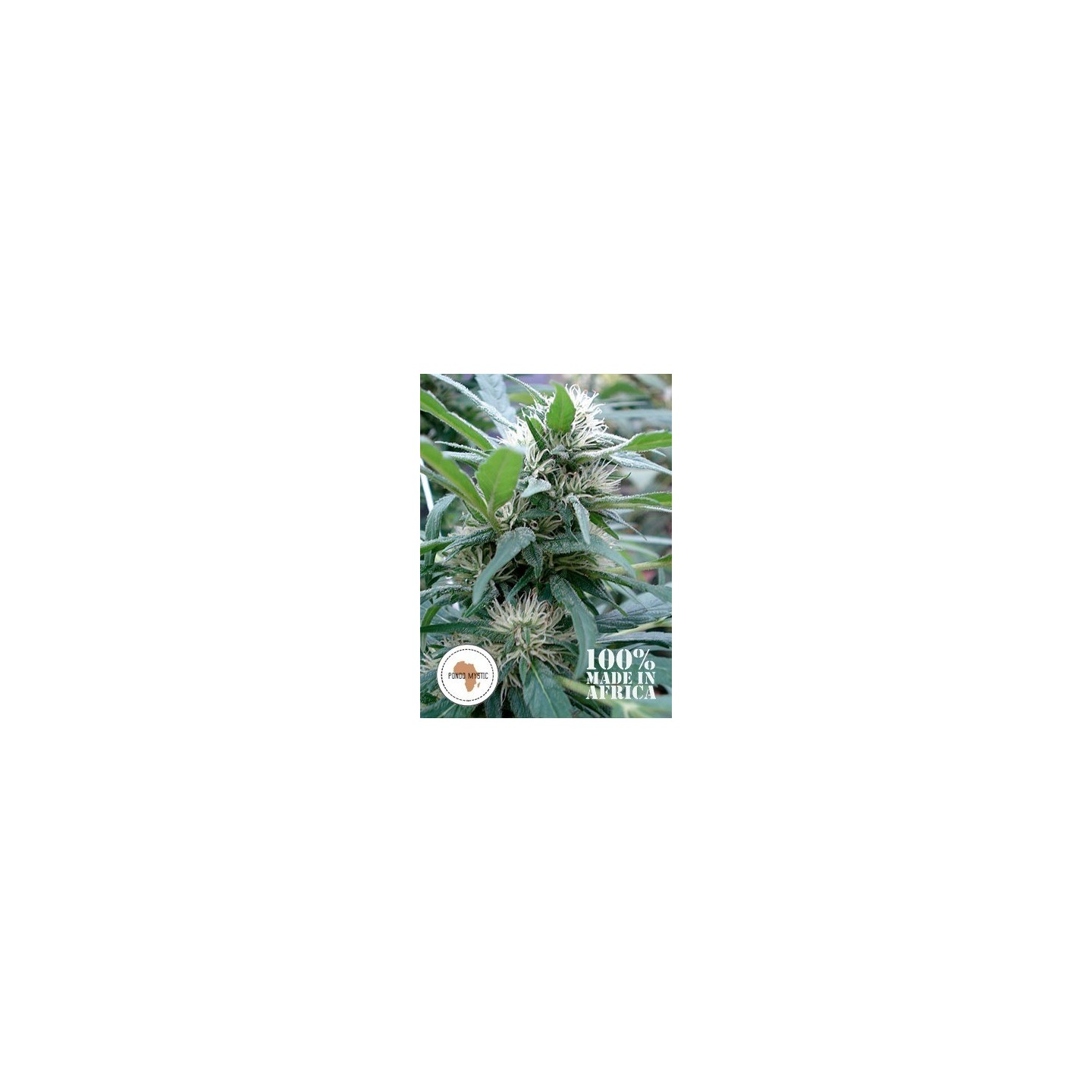 Pondo Mystic Regular de 
