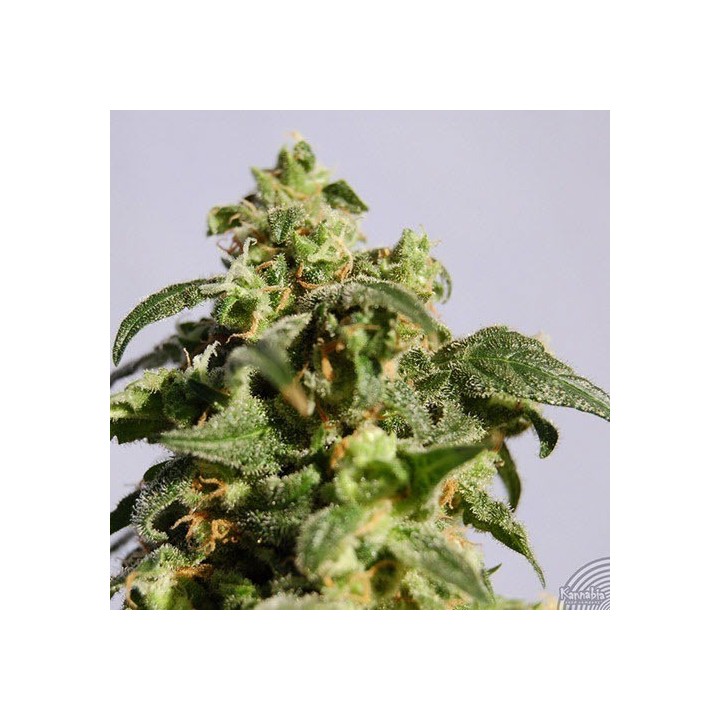 Power Skunk Feminizada de Kannabia Seeds