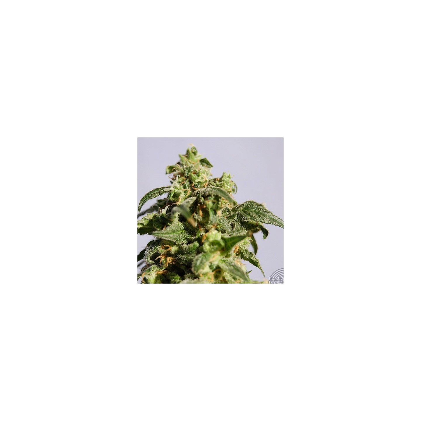 Power Skunk Feminizada de Kannabia Seeds