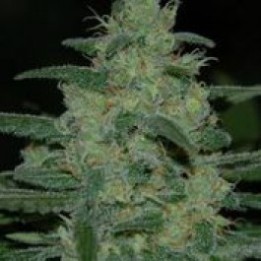 Pure Kush Feminizada de Original Sensible