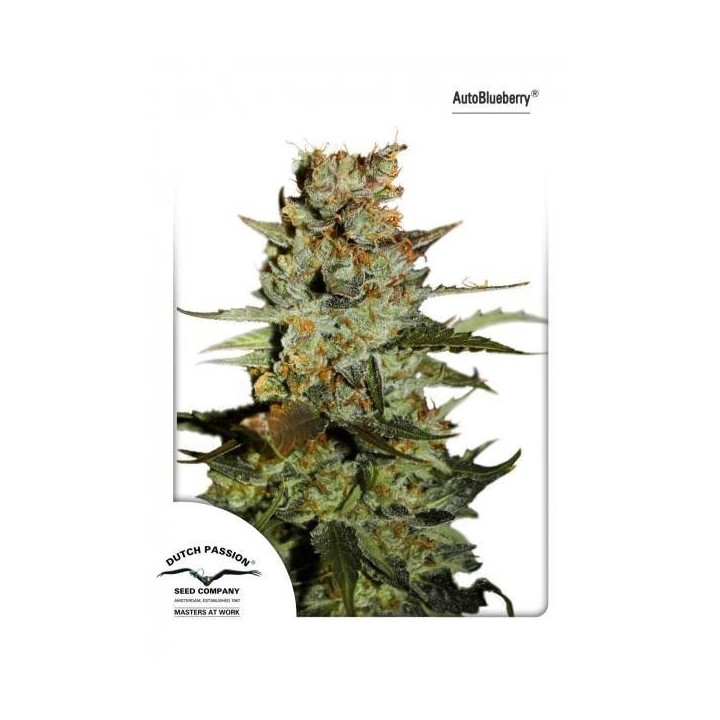 Blueberry Autofloreciente Feminizada de Dutch Passion