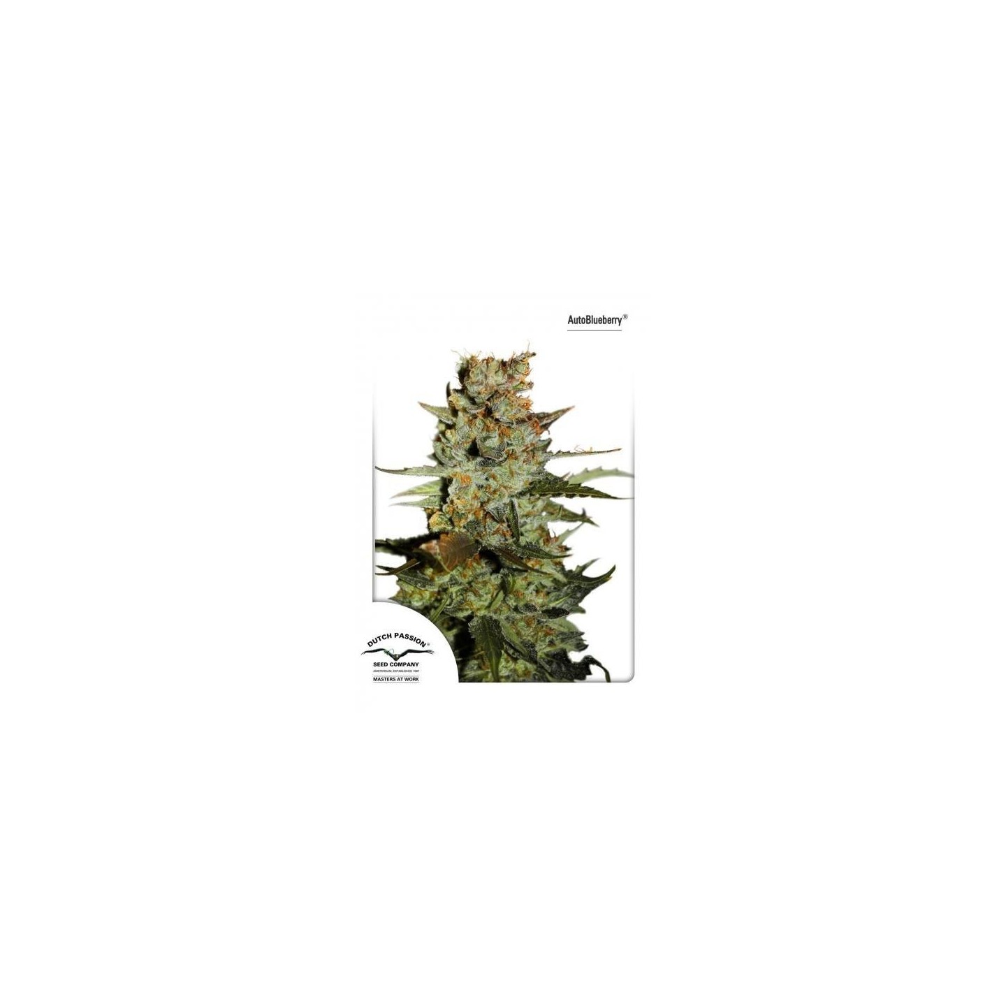 Blueberry Autofloreciente Feminizada de Dutch Passion