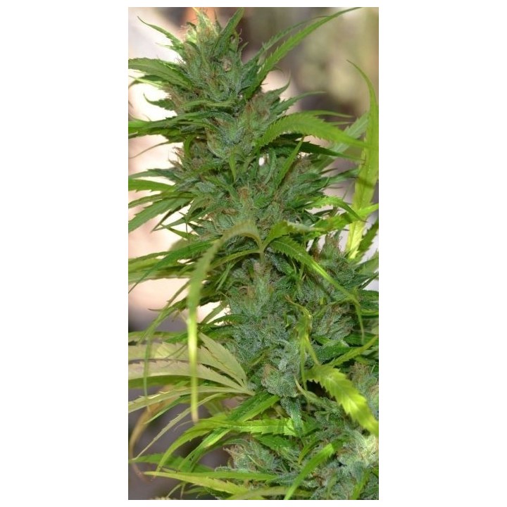Queen Mother Feminizada de Original Delicatessen