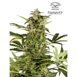 Polarlight 3 Autofloreciente Feminizada de Dutch Passion