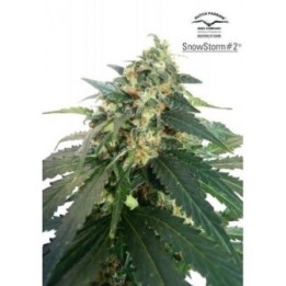 Snowstorm 2 Autofloreciente Feminizada de Dutch Passion