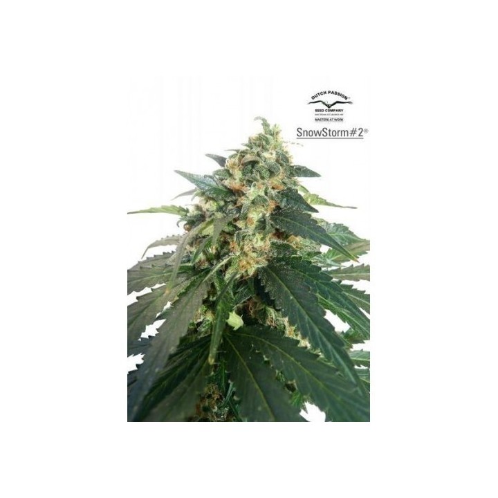 Snowstorm 2 Autofloreciente Feminizada de Dutch Passion