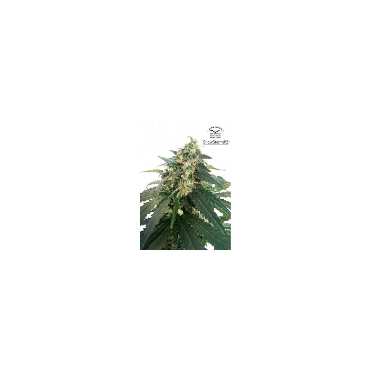 Snowstorm 2 Autofloreciente Feminizada de Dutch Passion