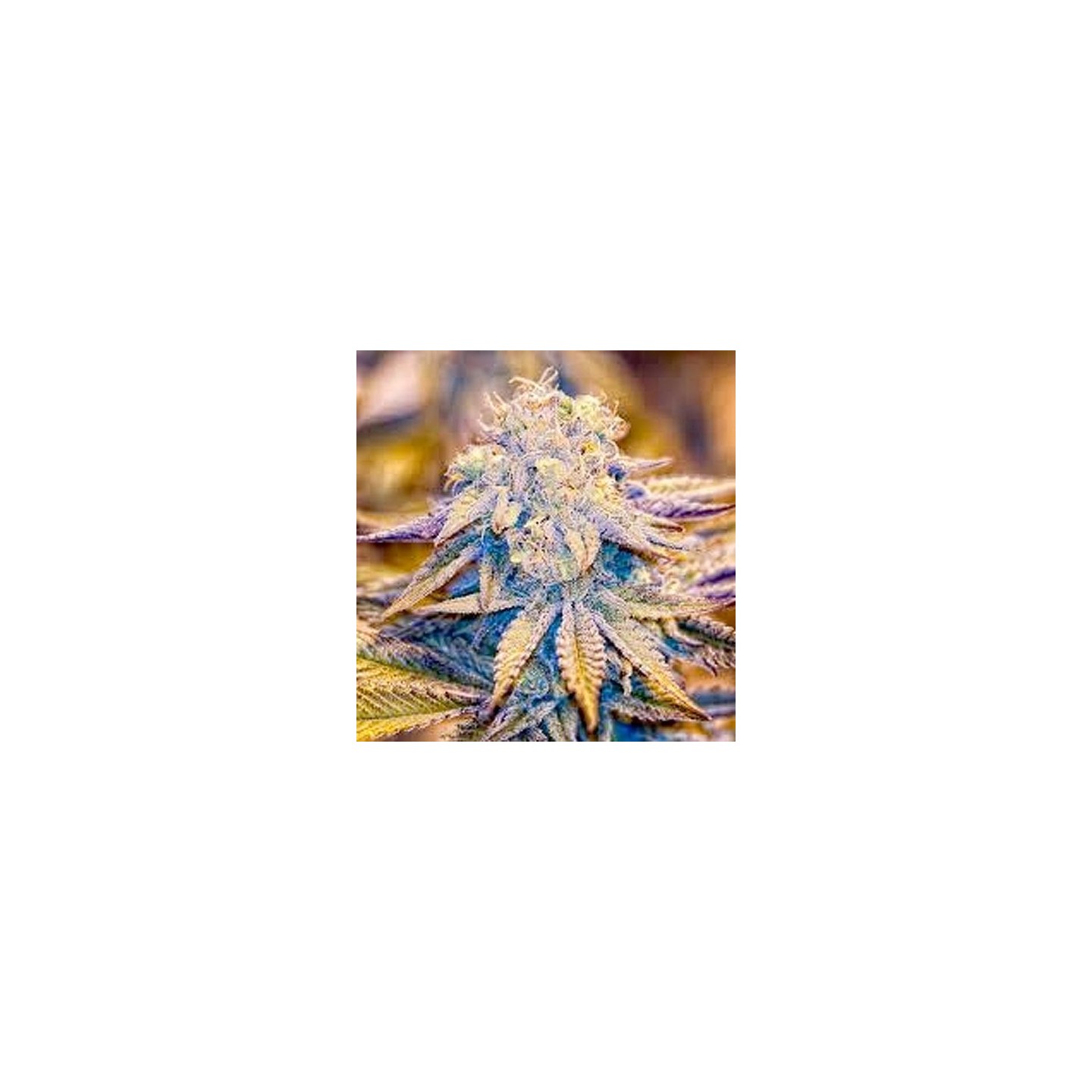Reclining Buddha Regular de Soma Seeds
