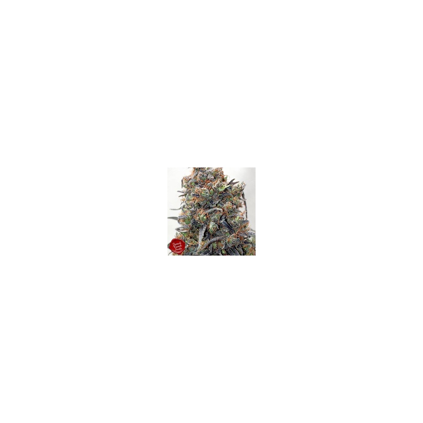 Renaissance Regular de French Touch Seeds