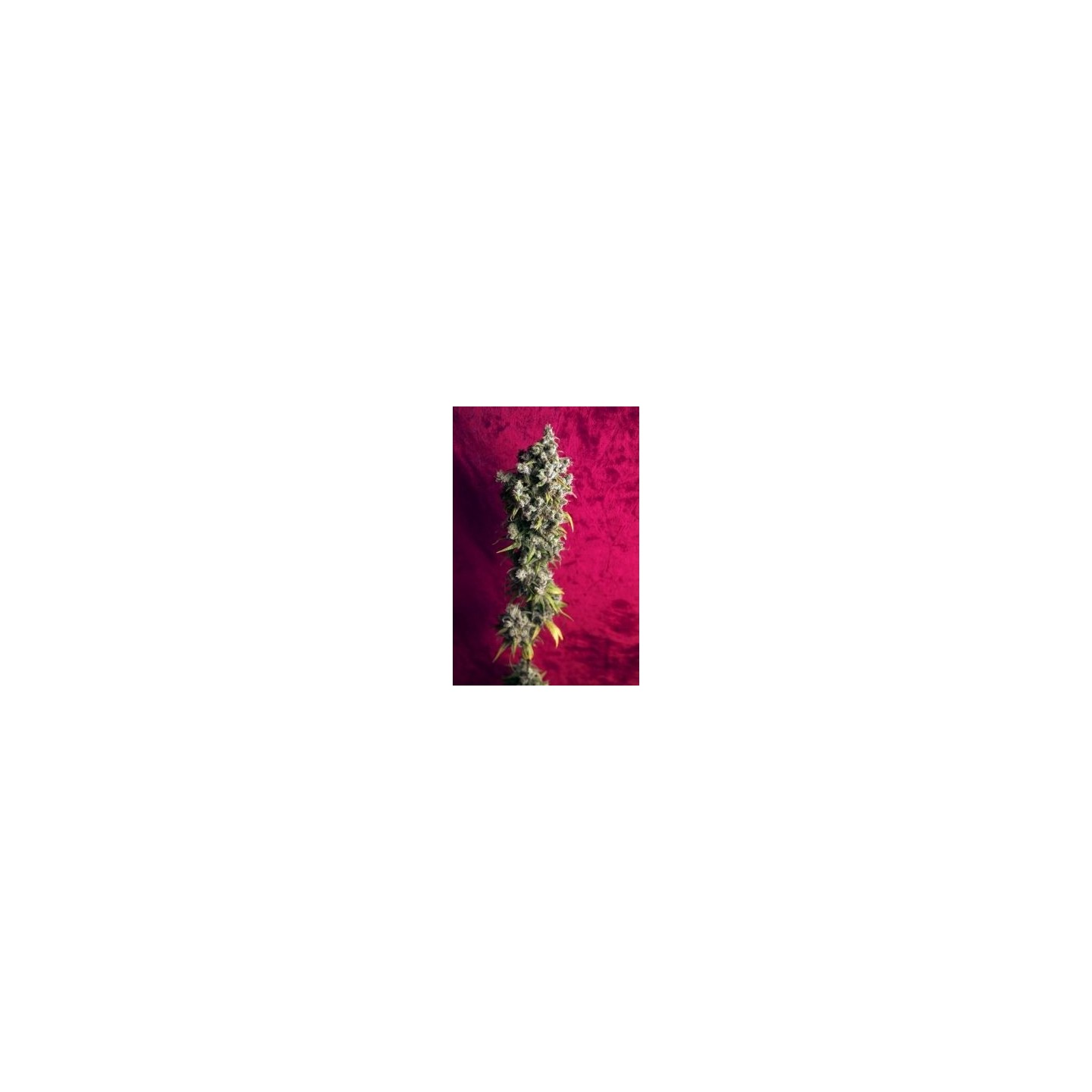 Respect Regular de Reggae Seeds