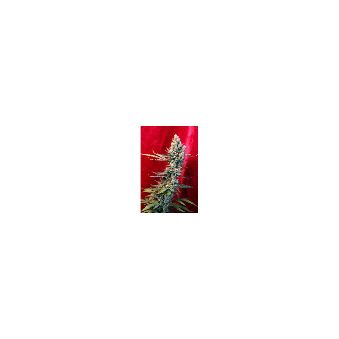 Revolution Regular de Reggae Seeds