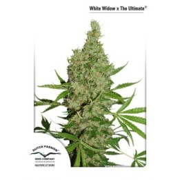 White Widow X The Ultimate Regular Feminizada de Dutch Passion