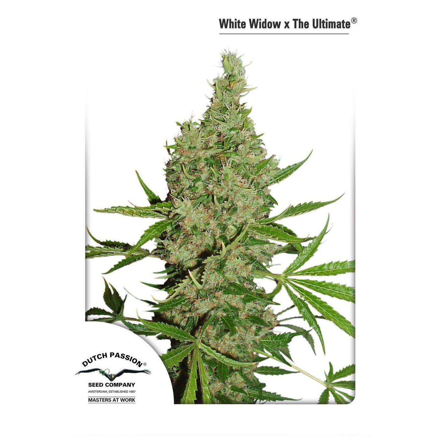 White Widow X The Ultimate Regular Feminizada de Dutch Passion