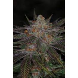 Ripped Buddha Regular de Tga-Subcool