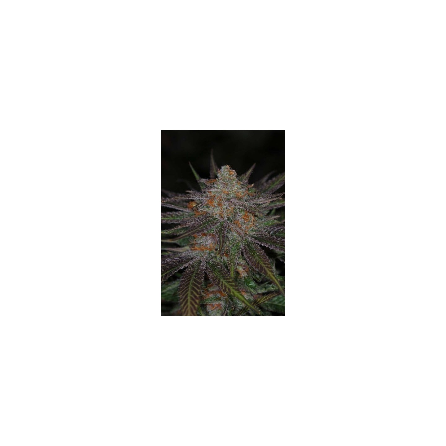 Ripped Buddha Regular de Tga-Subcool