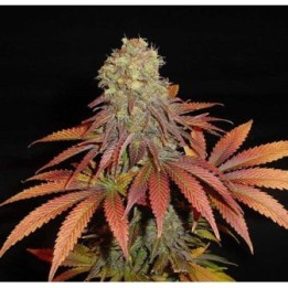 Rockbud Feminizada de Soma Seeds