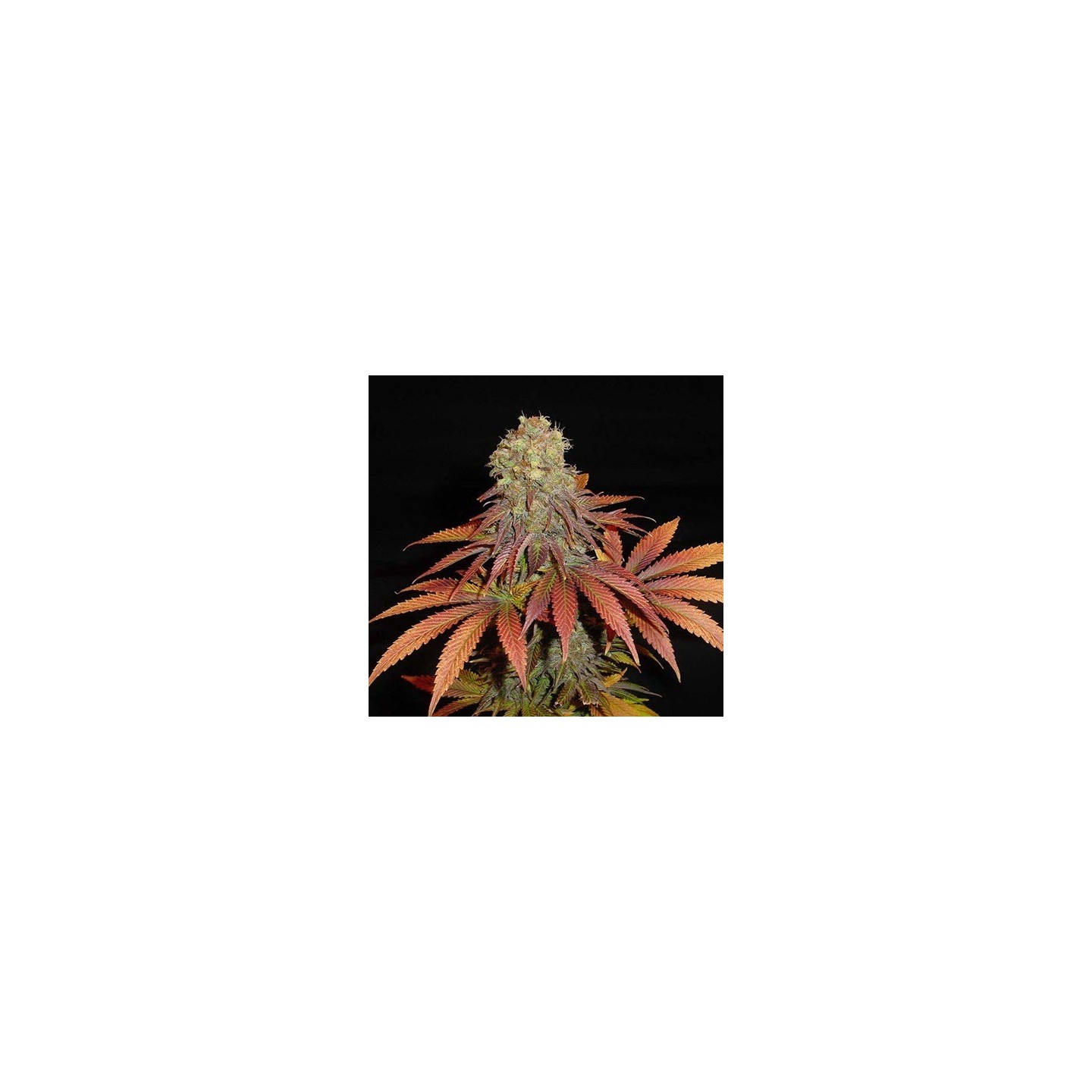 Rockbud Feminizada de Soma Seeds
