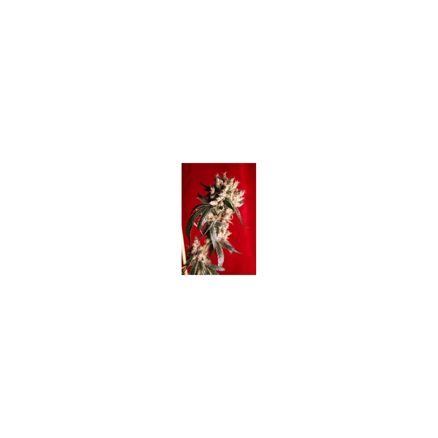Roots Regular de Reggae Seeds