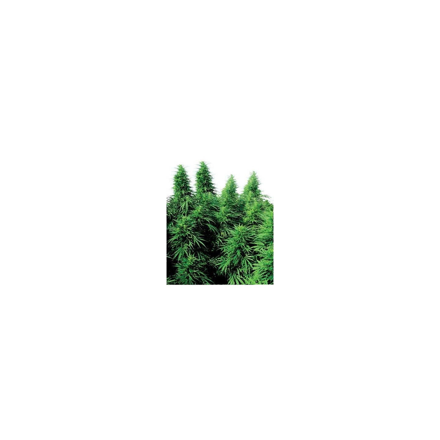 Ruderalis Skunk Regular de Sensi Seeds