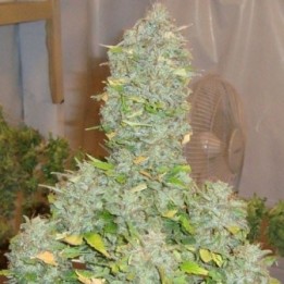 Russian Rocket Fuel Feminizada de Short Stuff Seeds