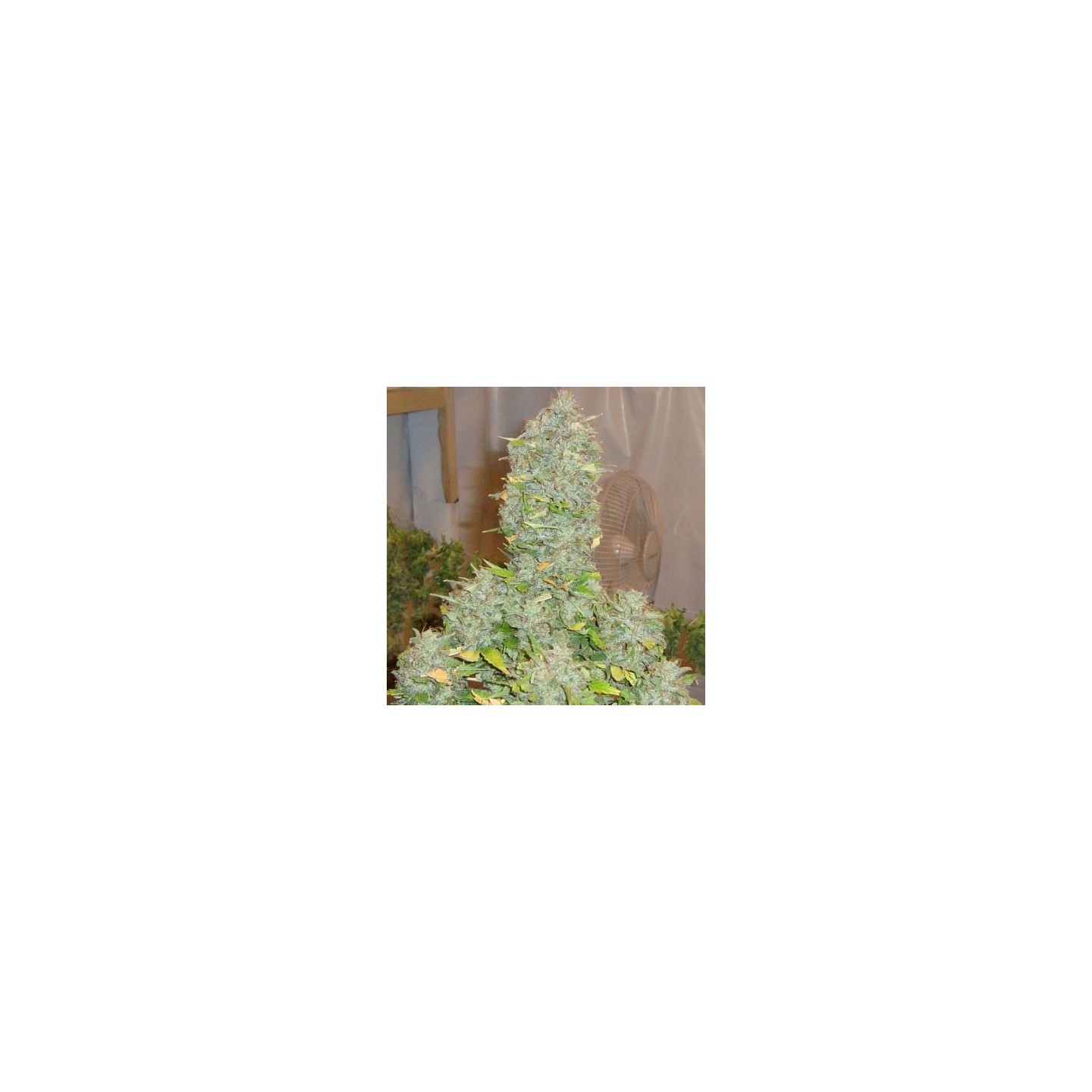 Russian Rocket Fuel Feminizada de Short Stuff Seeds