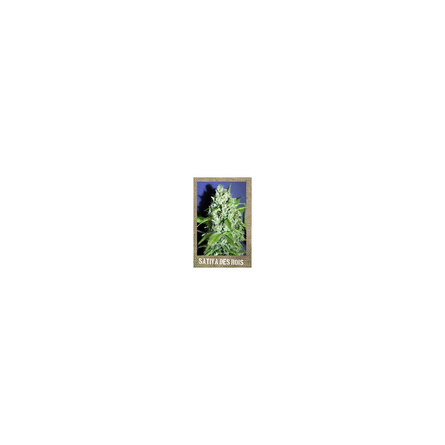 Sativa Des Rois Feminizada de French Touch Seeds