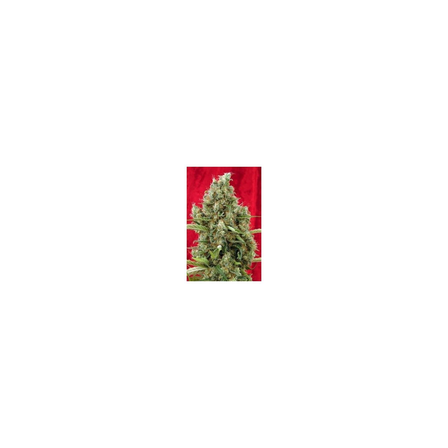 Session Regular de Reggae Seeds