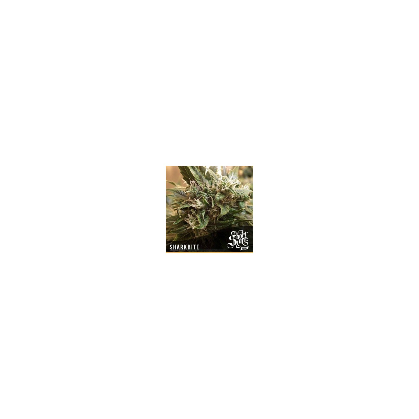 Sharkbite Feminizada de Short Stuff Seeds