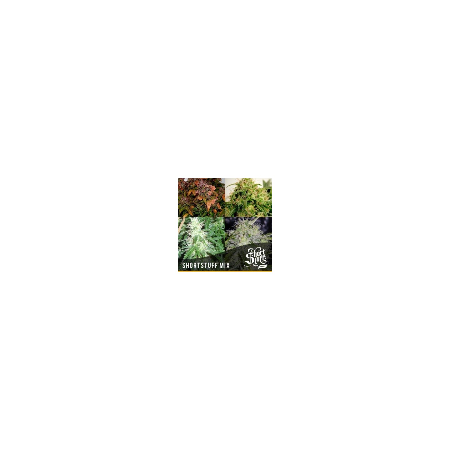 Short Stuff Mix Regular de Short Stuff Seeds