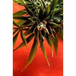 Simpson Kush Regular de 