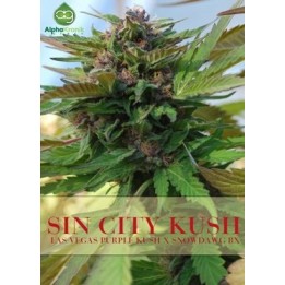 Sin City Kush Regular de 