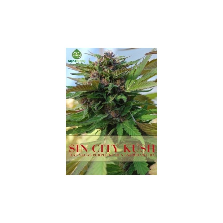 Sin City Kush Regular de 