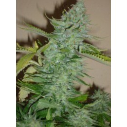 Skunk Afghani Feminizada de Original Sensible
